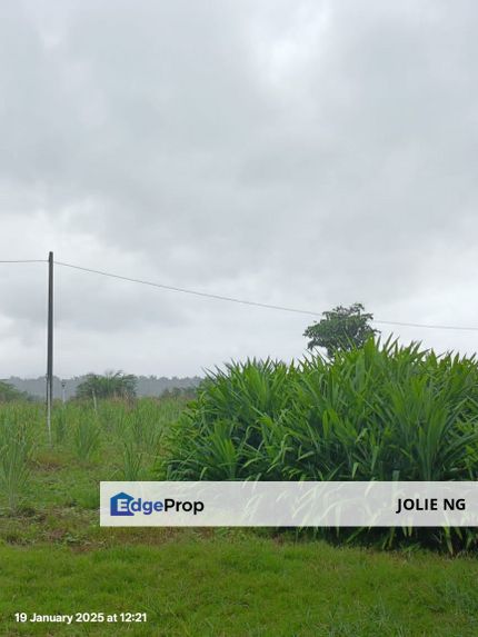Kota Tinggi Agriculture Land For Sale, Johor, Kota Tinggi