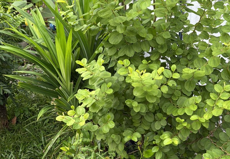 Vista Millennium Condominiums