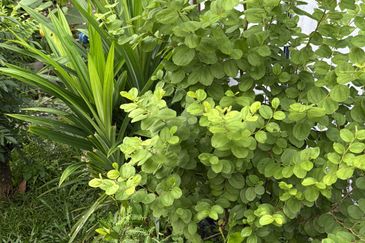 Vista Millennium Condominiums