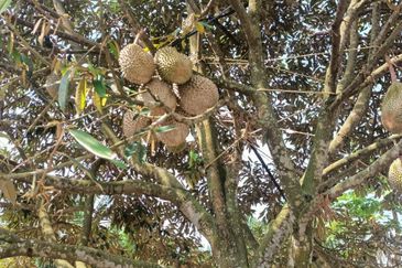 FREEHOLD Roadside Durian Farm (Musang King / Black Thorn) Tangkak