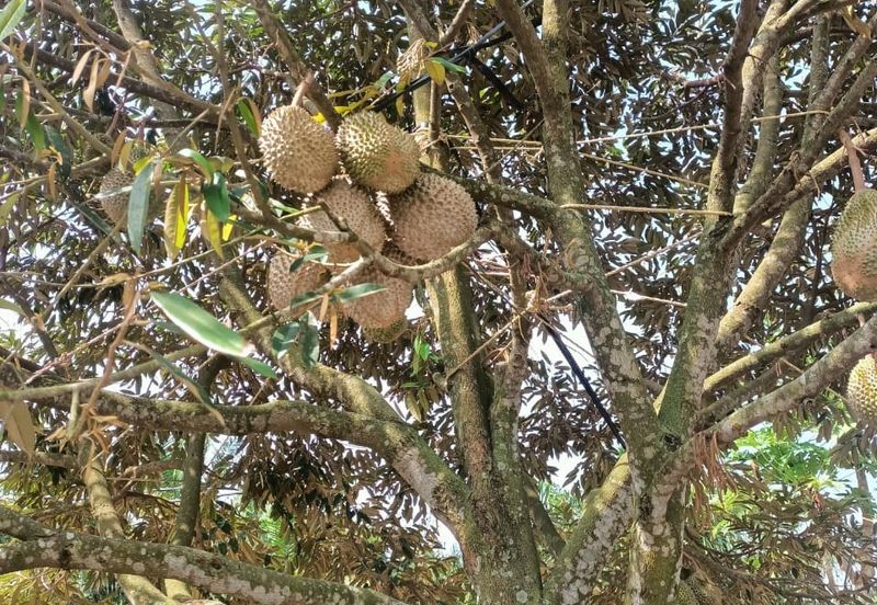 FREEHOLD Roadside Durian Farm (Musang King / Black Thorn) Tangkak