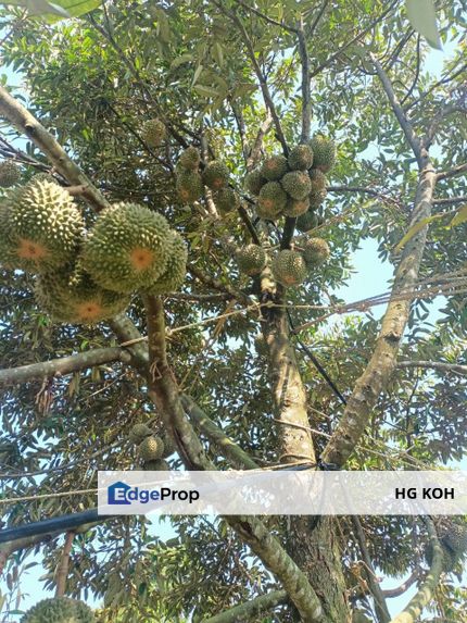 FREEHOLD Roadside Durian Farm (Musang King / Black Thorn) Tangkak, Johor, Tangkak