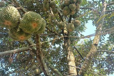 FREEHOLD Roadside Durian Farm (Musang King / Black Thorn) Tangkak