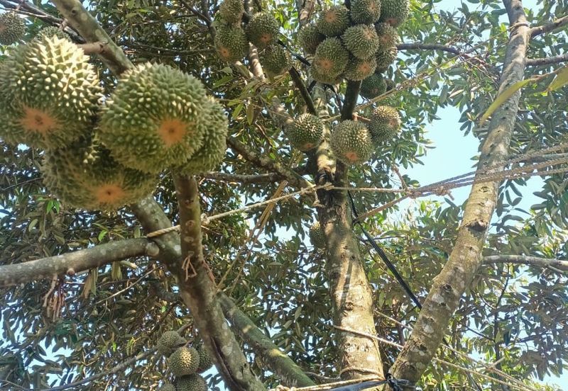 FREEHOLD Roadside Durian Farm (Musang King / Black Thorn) Tangkak