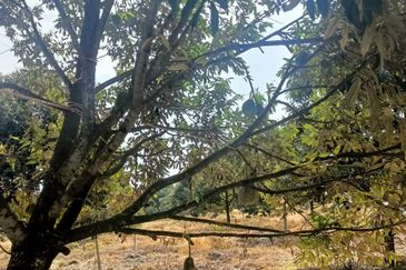 FREEHOLD Roadside Durian Farm (Musang King / Black Thorn) Tangkak