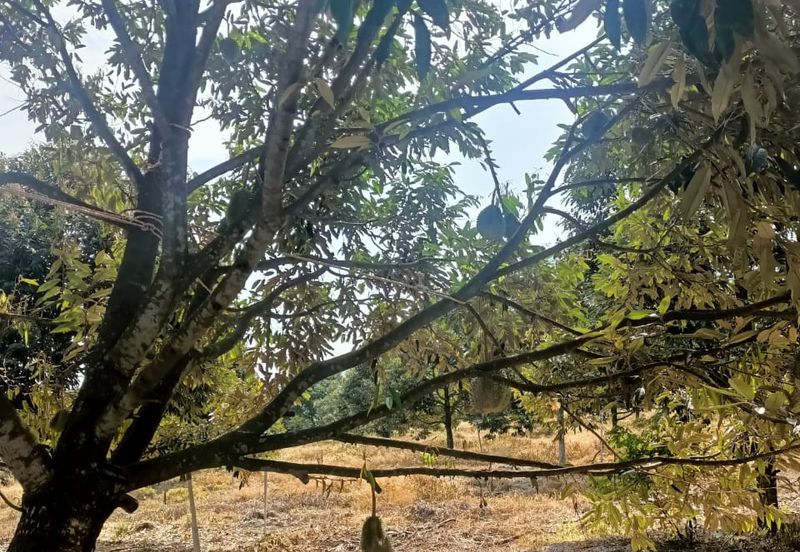 FREEHOLD Roadside Durian Farm (Musang King / Black Thorn) Tangkak
