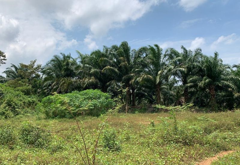 Freehold Roadside Ayer Molek 2.45ac 