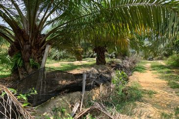 Freehold Lendu Palm Ocean Estate 