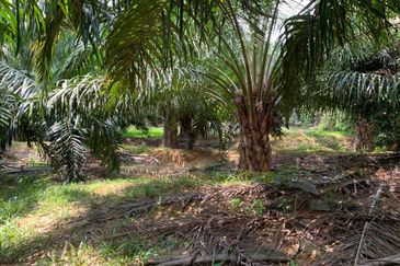 Freehold Lendu Palm Ocean Estate 