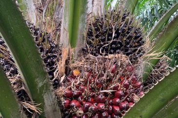 Freehold Lendu Palm Ocean Estate 