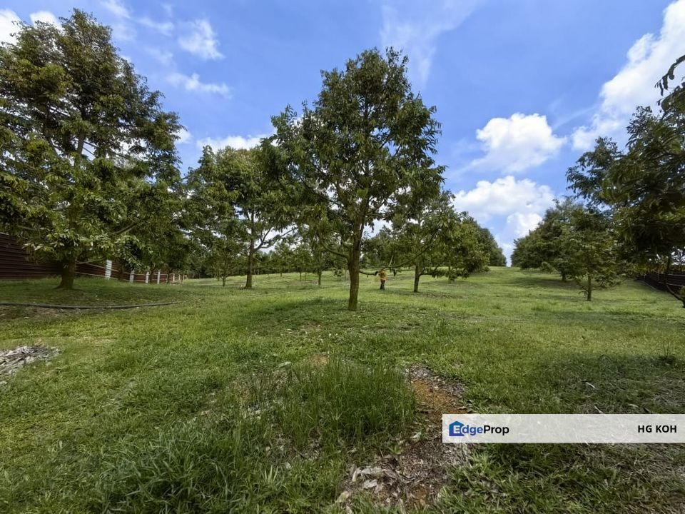 Freehold Durian Farm Lanchang, Merlimau, Melaka, Melaka, Merlimau