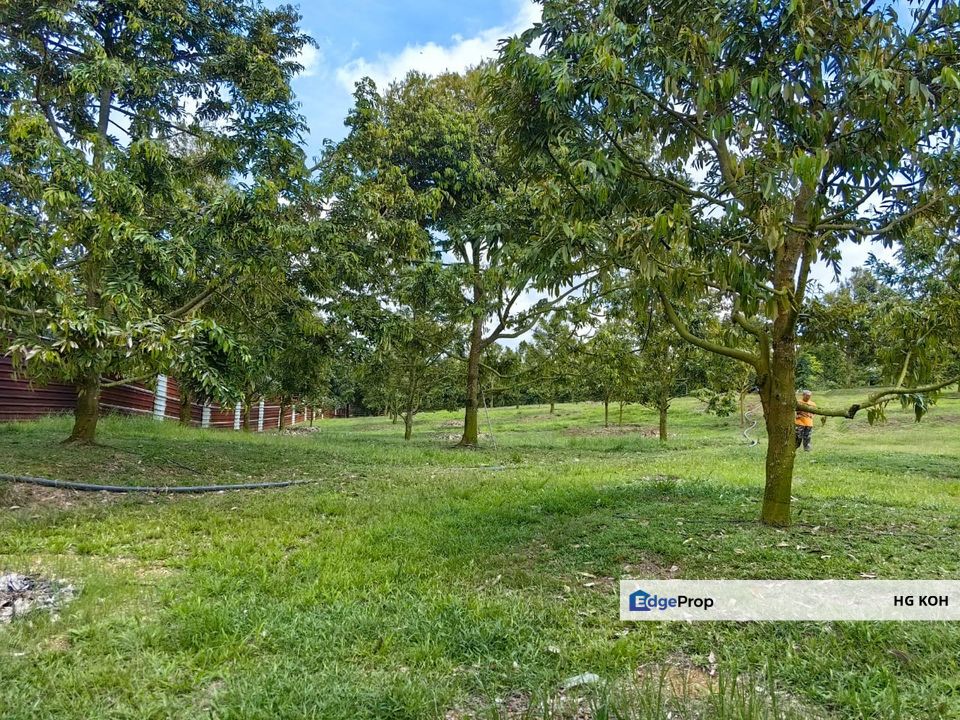 Freehold Durian Farm Lanchang, Merlimau, Melaka, Melaka, Merlimau