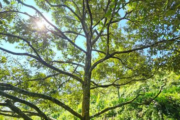 Freehold Eco Tourist Durian Farm Ayer Pa'abas Alor Gajah Melaka