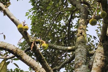 Freehold Eco Tourist Durian Farm Ayer Pa'abas Alor Gajah Melaka