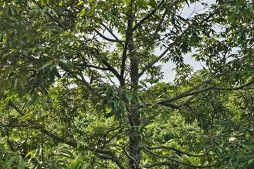 Freehold Eco Tourist Durian Farm Ayer Pa'abas Alor Gajah Melaka