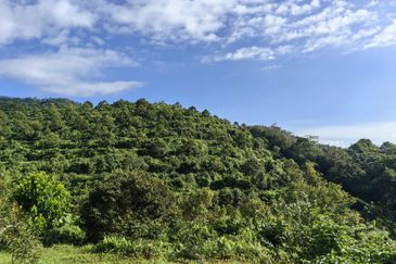Freehold Eco Tourist Durian Farm Ayer Pa'abas Alor Gajah Melaka
