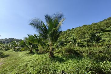 Freehold Eco Tourist Durian Farm Ayer Pa'abas Alor Gajah Melaka