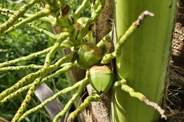 Freehold Eco Tourist Durian Farm Ayer Pa'abas Alor Gajah Melaka