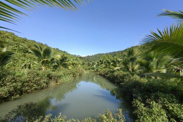 Freehold Eco Tourist Durian Farm Ayer Pa'abas Alor Gajah Melaka