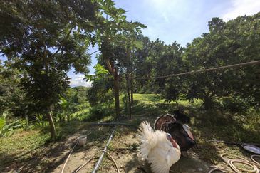 Freehold Eco Tourist Durian Farm Ayer Pa'abas Alor Gajah Melaka