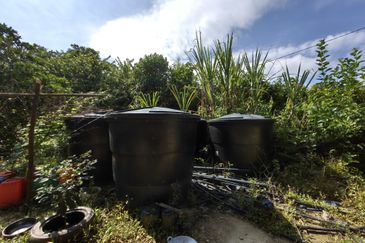 Freehold Eco Tourist Durian Farm Ayer Pa'abas Alor Gajah Melaka