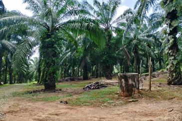 Freehold Palm Oil Trees Mukim Rim, Jasin
