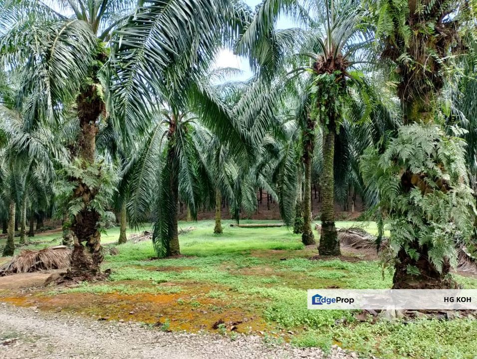 Freehold Palm Oil Trees Mukim Rim, Jasin, Melaka, Jasin