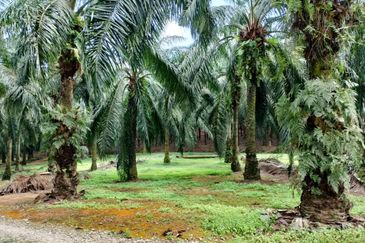 Freehold Palm Oil Trees Mukim Rim, Jasin