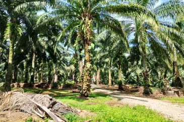 Freehold Palm Oil Trees Mukim Rim, Jasin