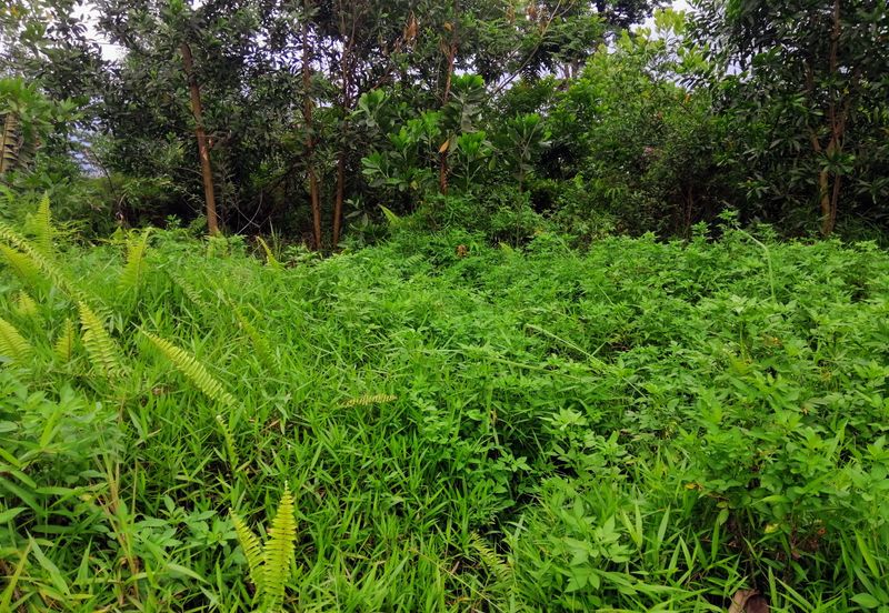 Monterez Golf & Country Club