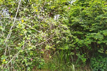 Bandar Saujana Utama