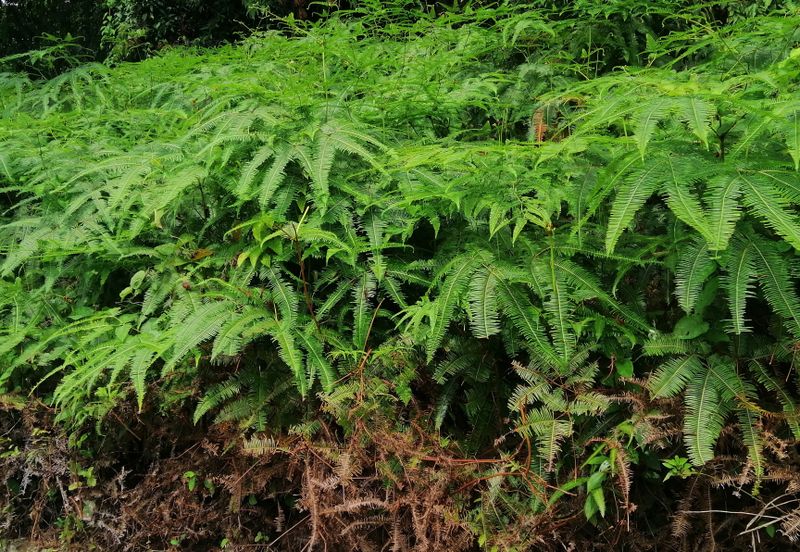 Bandar Saujana Utama