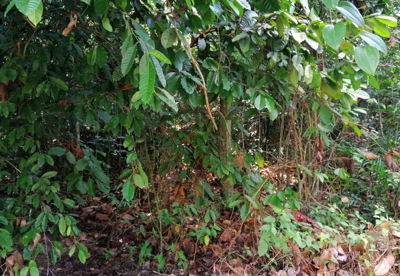 Bandar Saujana Utama