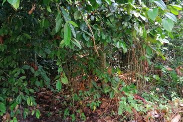 Sungai Buloh Country Resort