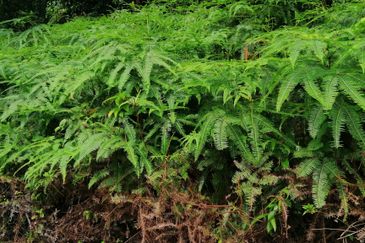 Sungai Buloh Country Resort