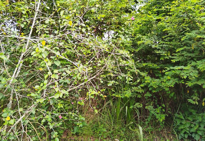 Sungai Buloh Country Resort