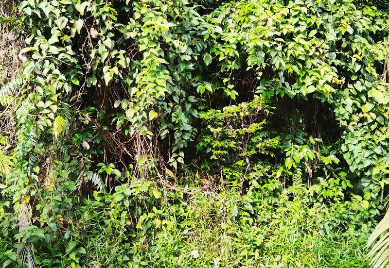 Sungai Buloh Country Resort