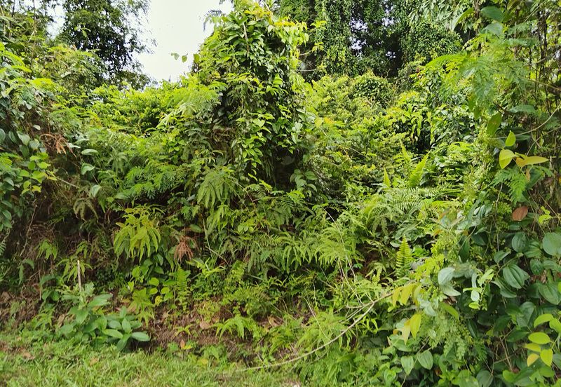 Sungai Buloh Country Resort