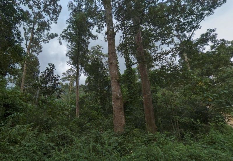 Agriculture Land @ Taiping