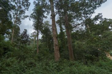 Agriculture Land @ Taiping