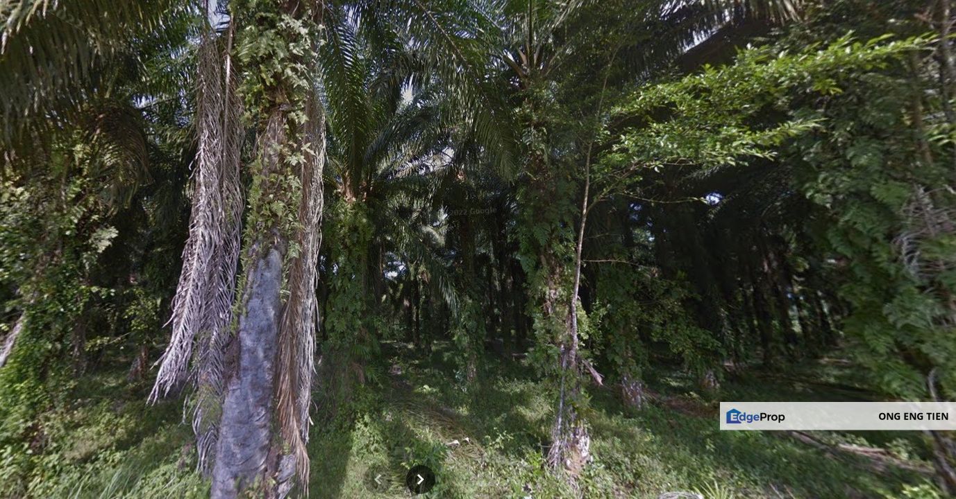 Frehold Ladang Kelapa Sawit 995 Ekar Freehold Chemor, Ipoh, Perak, Perak, Kinta