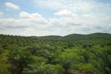 SEBERANG DURIAN SEBATANG