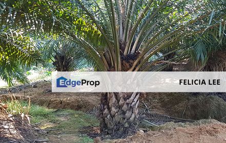 2925 Acres Palm Oil Estate For Sale, Perak, Teluk Intan