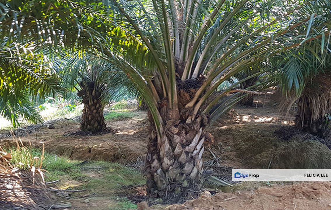 2925 Acres Palm Oil Estate For Sale, Perak, Teluk Intan