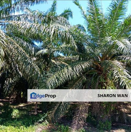 3,246 Acres FREEHOLD Palm Oil Plantation, Gua Musang, Kelantan for SALE, Kelantan, Gua Musang