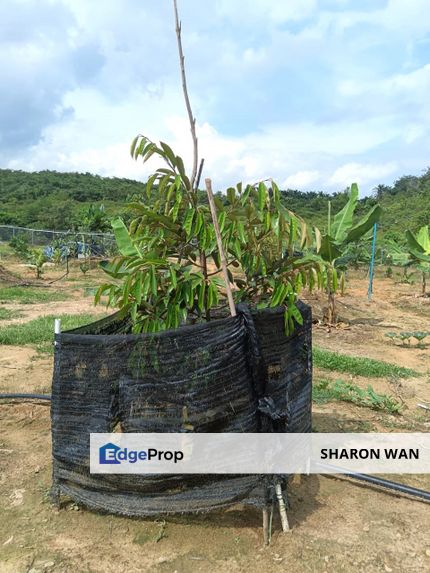 4 Acres FREEHOLD Durian Orchard, Kuala Sawah, Rantau, Negeri Sembilan for SALE, Negeri Sembilan, Rantau