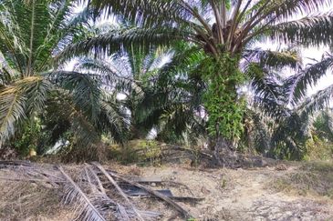 500 Acres FREEHOLD Palm Oil Plantation, Kuala Pilah, Negeri Sembilan N9 for SALE