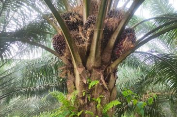 500 Acres FREEHOLD Palm Oil Plantation, Kuala Pilah, Negeri Sembilan N9 for SALE