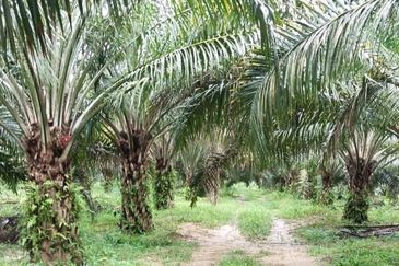500 Acres FREEHOLD Palm Oil Plantation, Kuala Pilah, Negeri Sembilan N9 for SALE