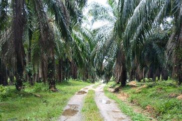500 Acres FREEHOLD Palm Oil Plantation, Kuala Pilah, Negeri Sembilan N9 for SALE